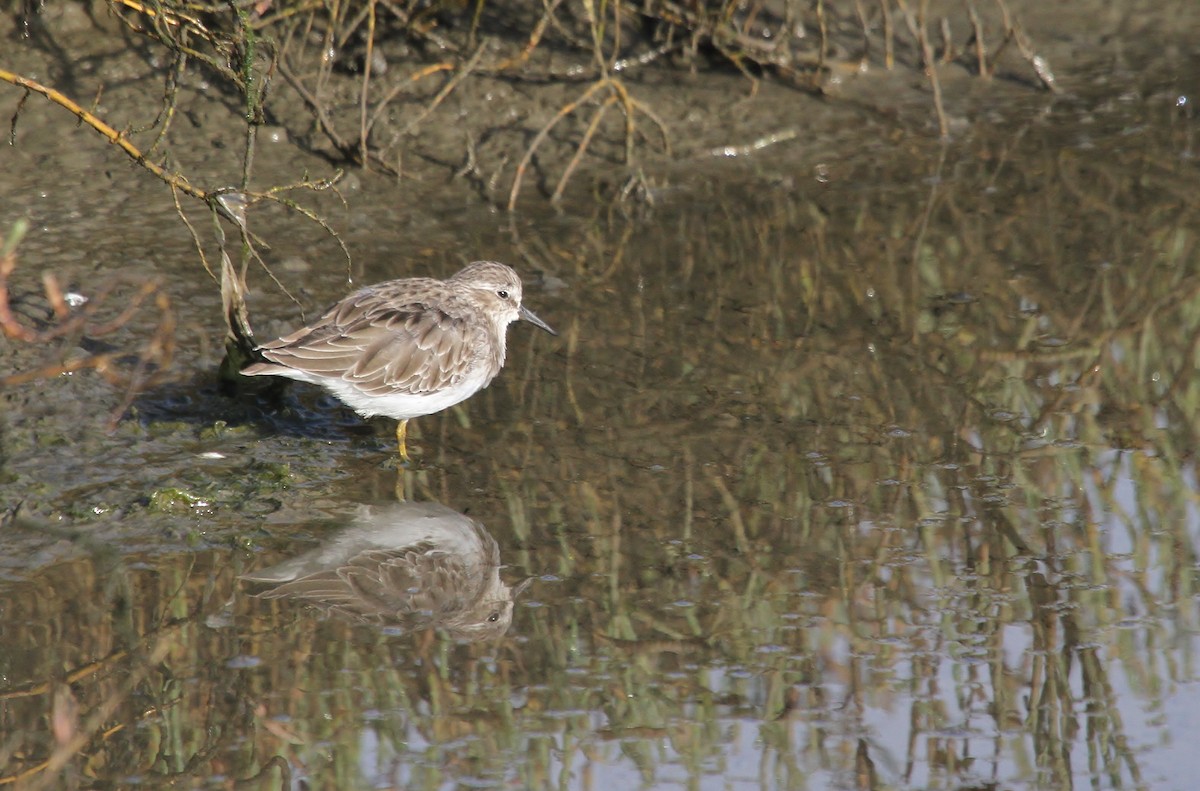 Wiesenstrandläufer - ML642201555