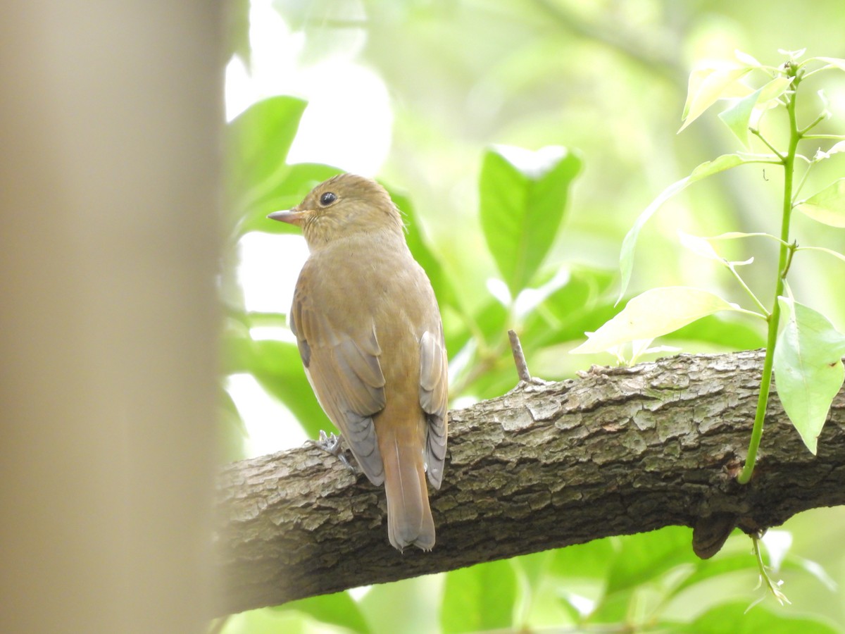 Blue-and-white Flycatcher - ML642201557