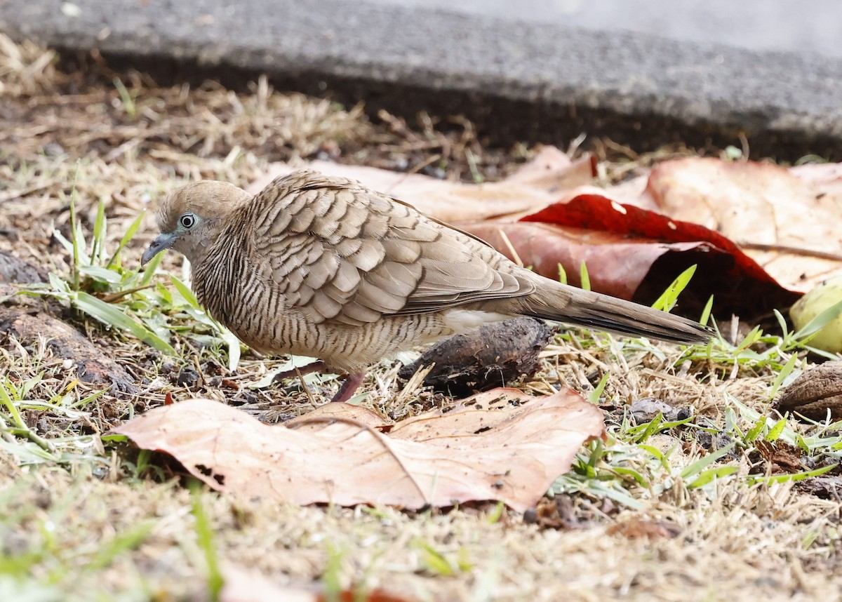 Zebra Dove - ML642201558