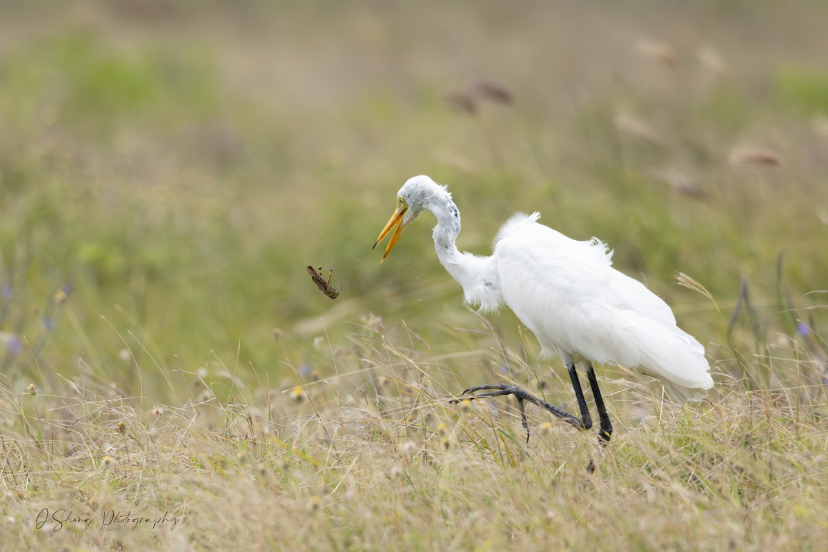 Medium Egret - ML642201563