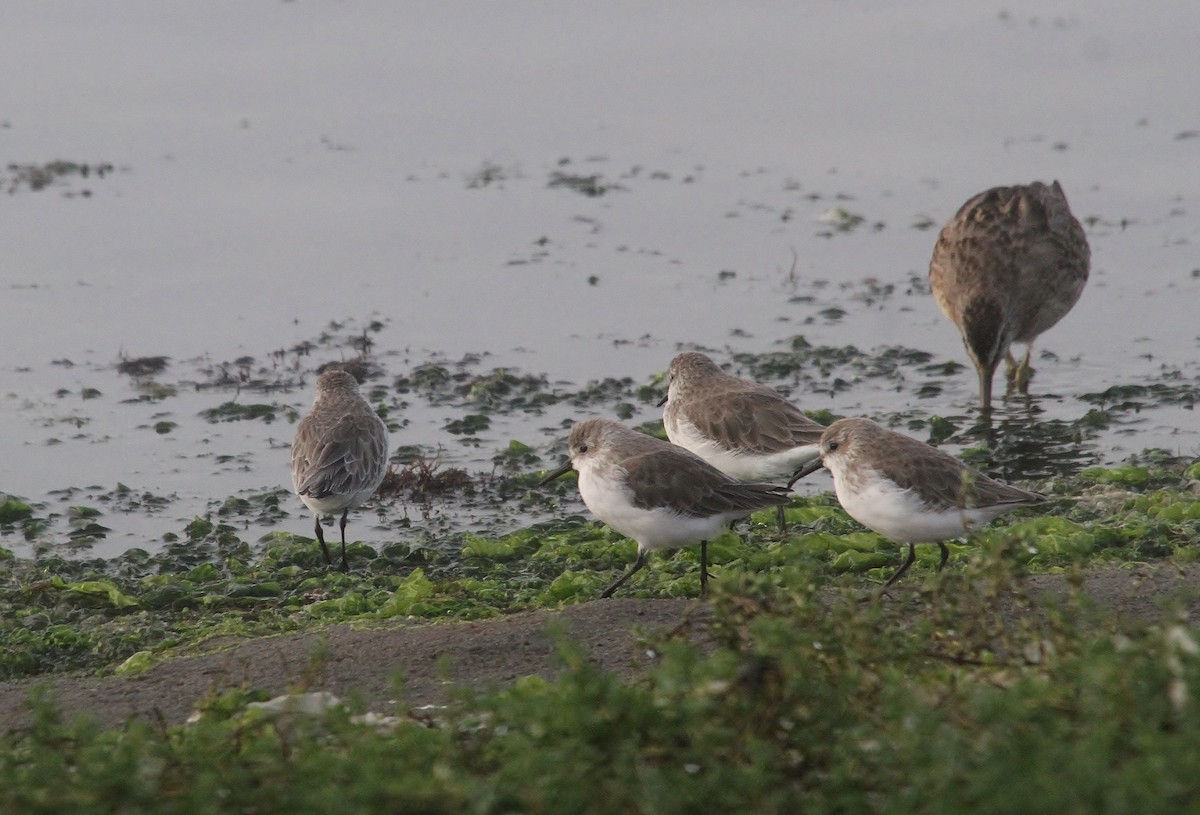 Western Sandpiper - ML642201564