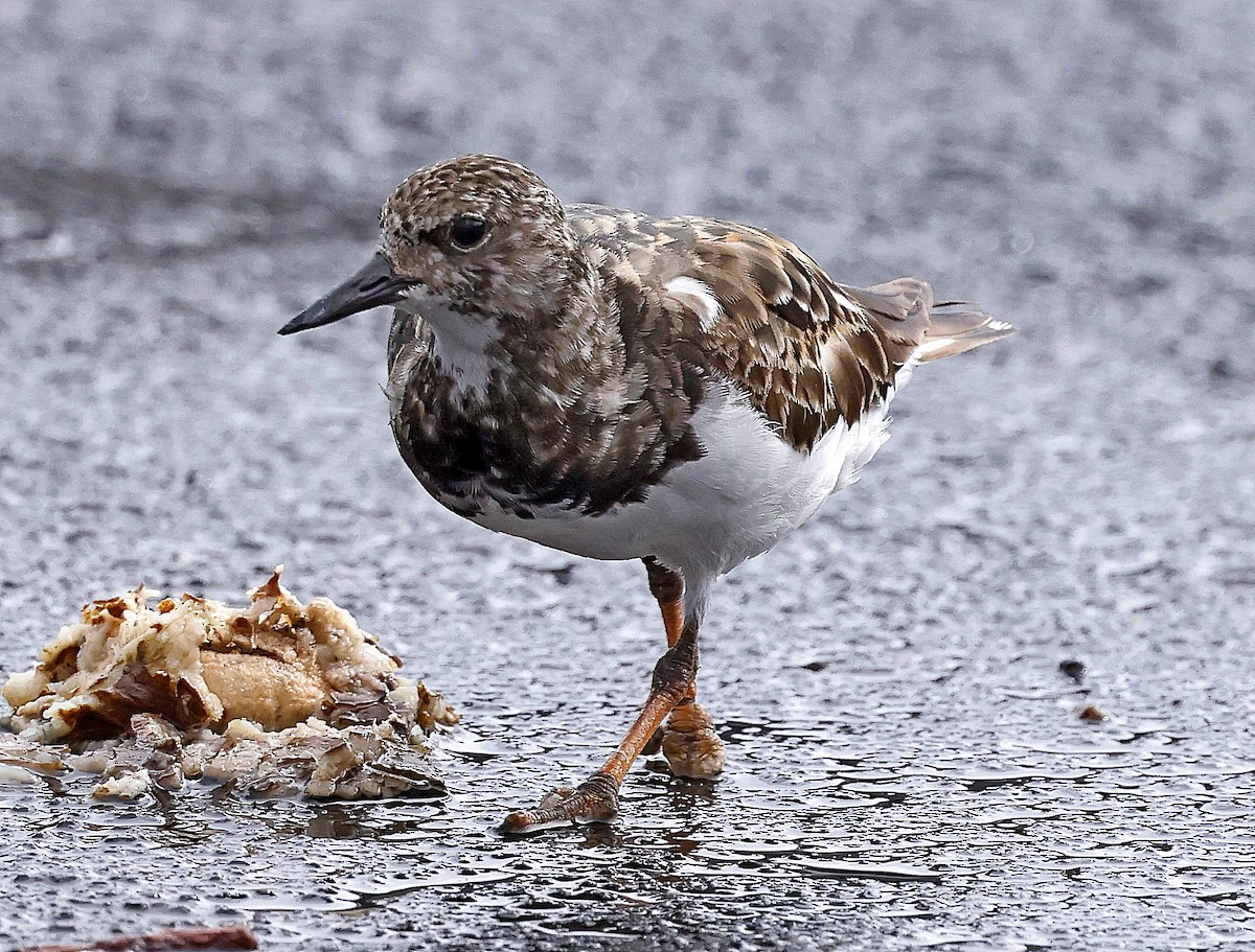 Ruddy Turnstone - ML642201570