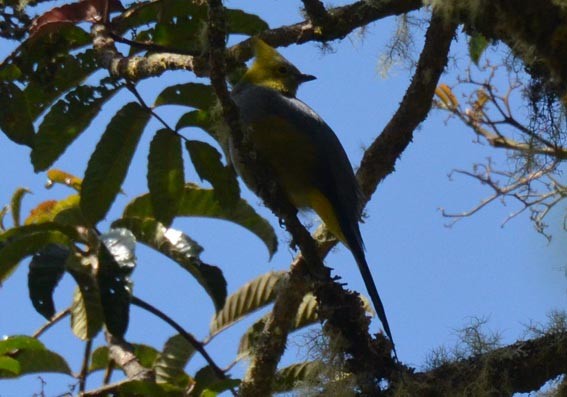 Long-tailed Silky-flycatcher - ML642201573