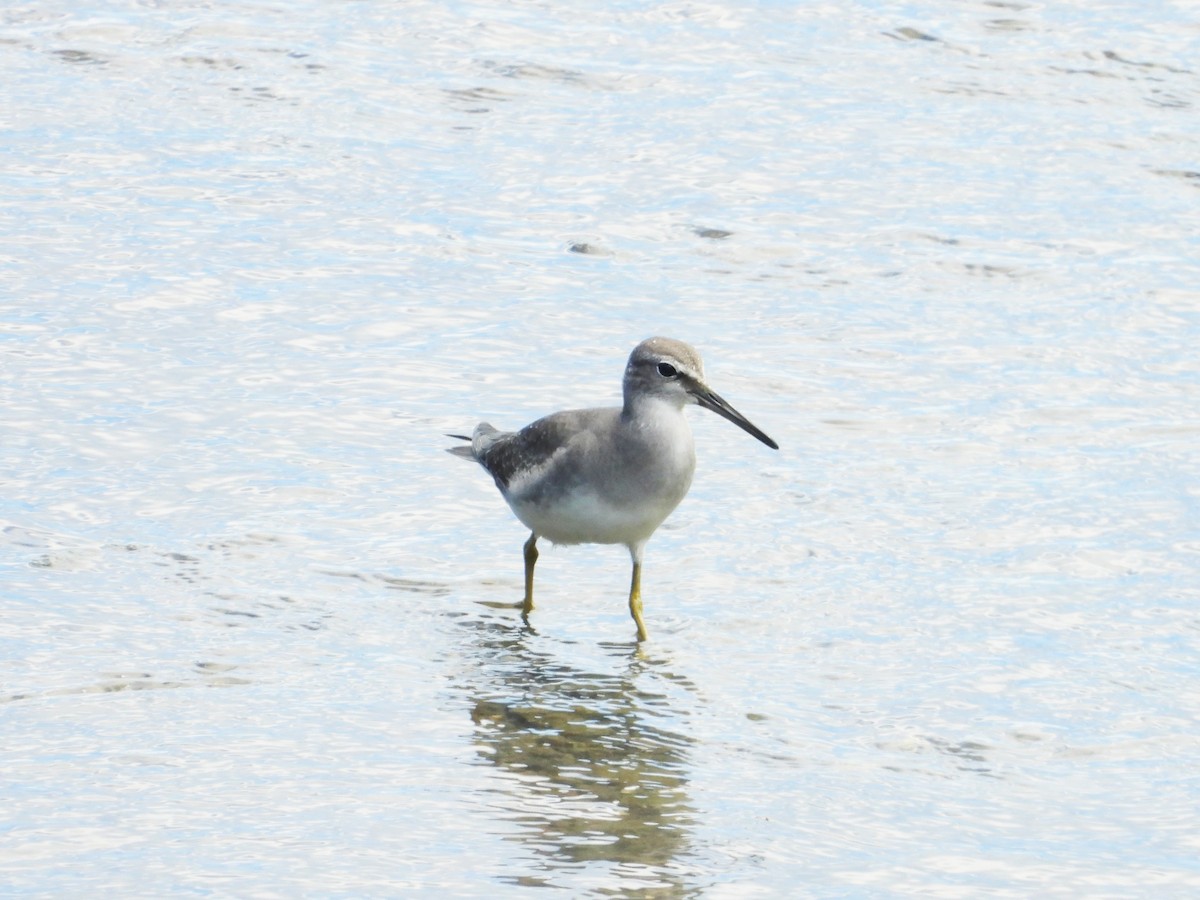 Kuliska siberiarra - ML642201648