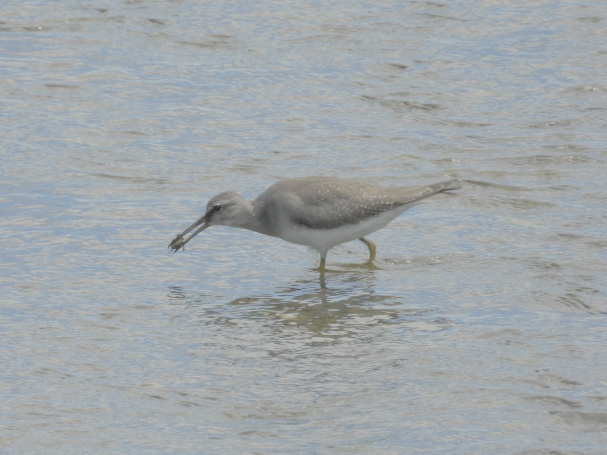 Kuliska siberiarra - ML642201649