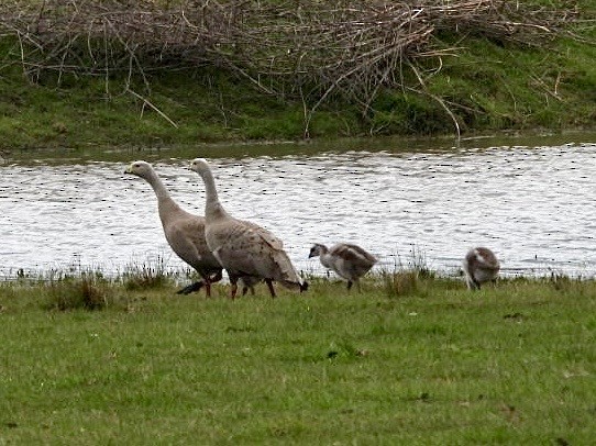 Cape Barren Goose - ML642201656