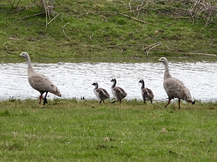 Cape Barren Goose - ML642201657