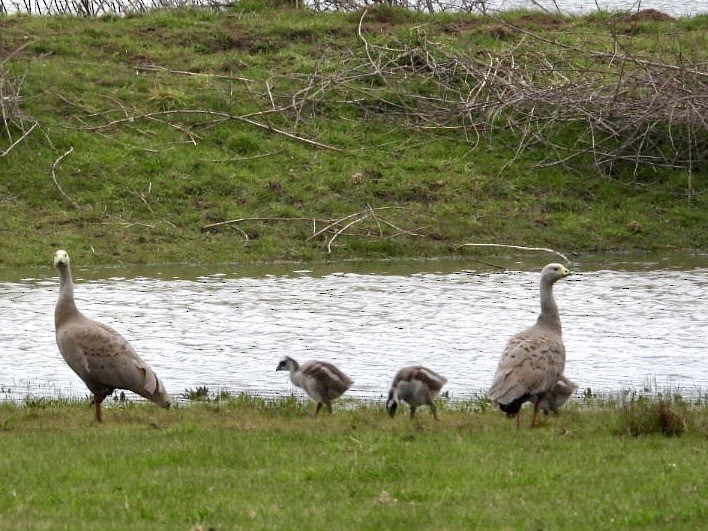 Cape Barren Goose - ML642201658