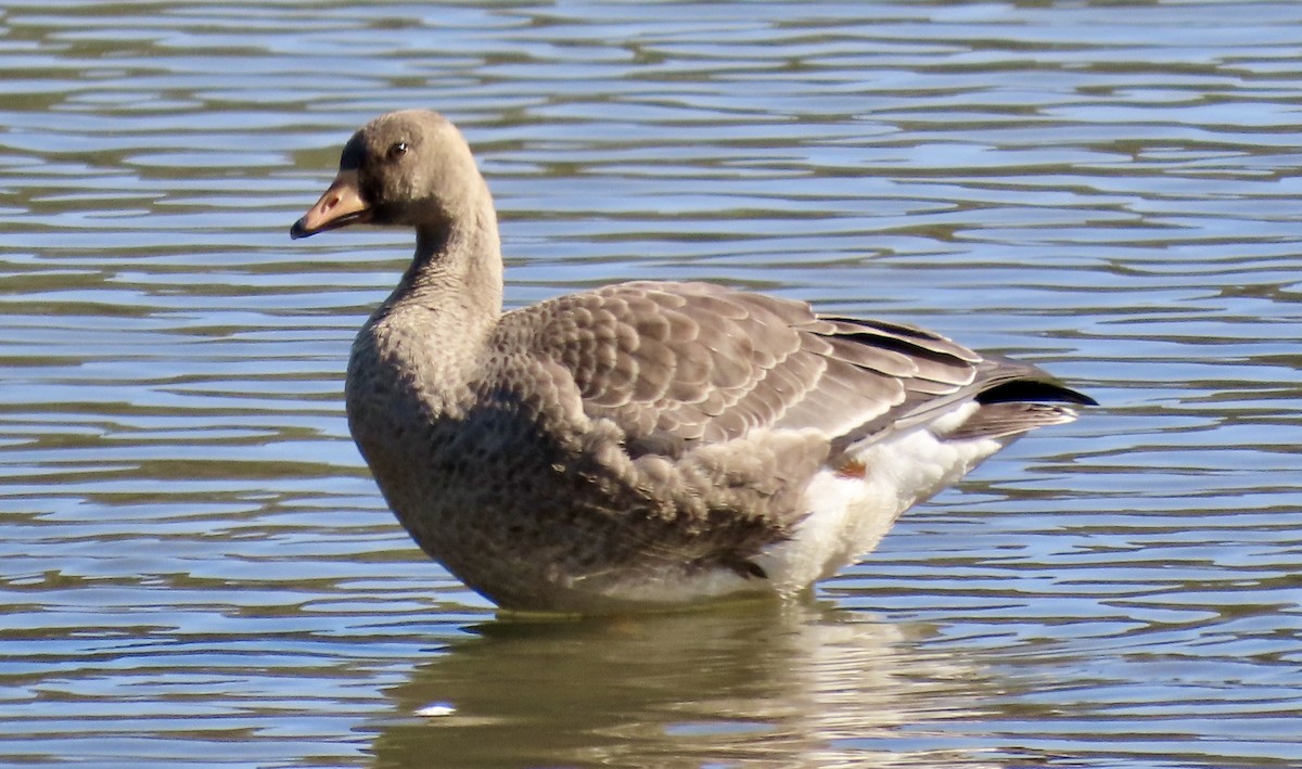 Antzara muturzuria - ML642201659