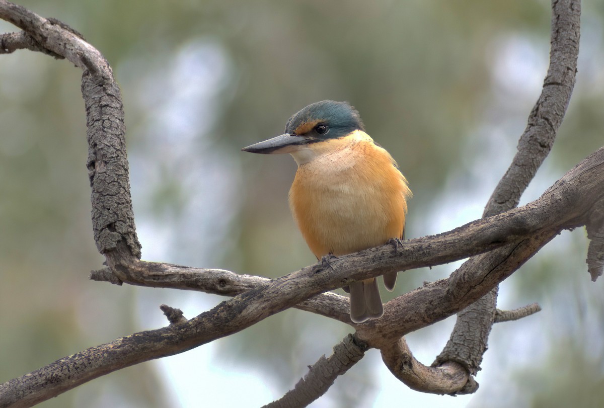 Sacred Kingfisher (Australasian) - ML642201667