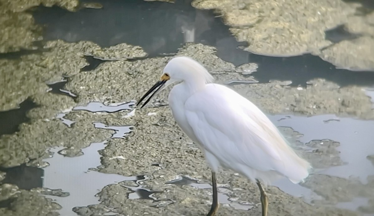 Snowy Egret - ML642201669