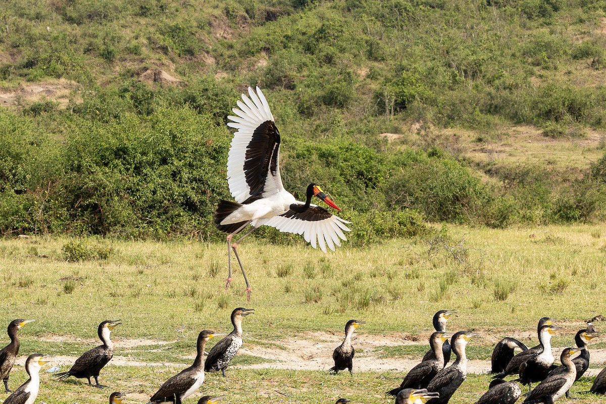 Jabiru afrikarra - ML642201686