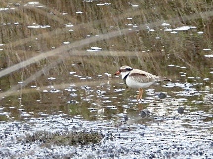 Black-fronted Dotterel - ML642201688