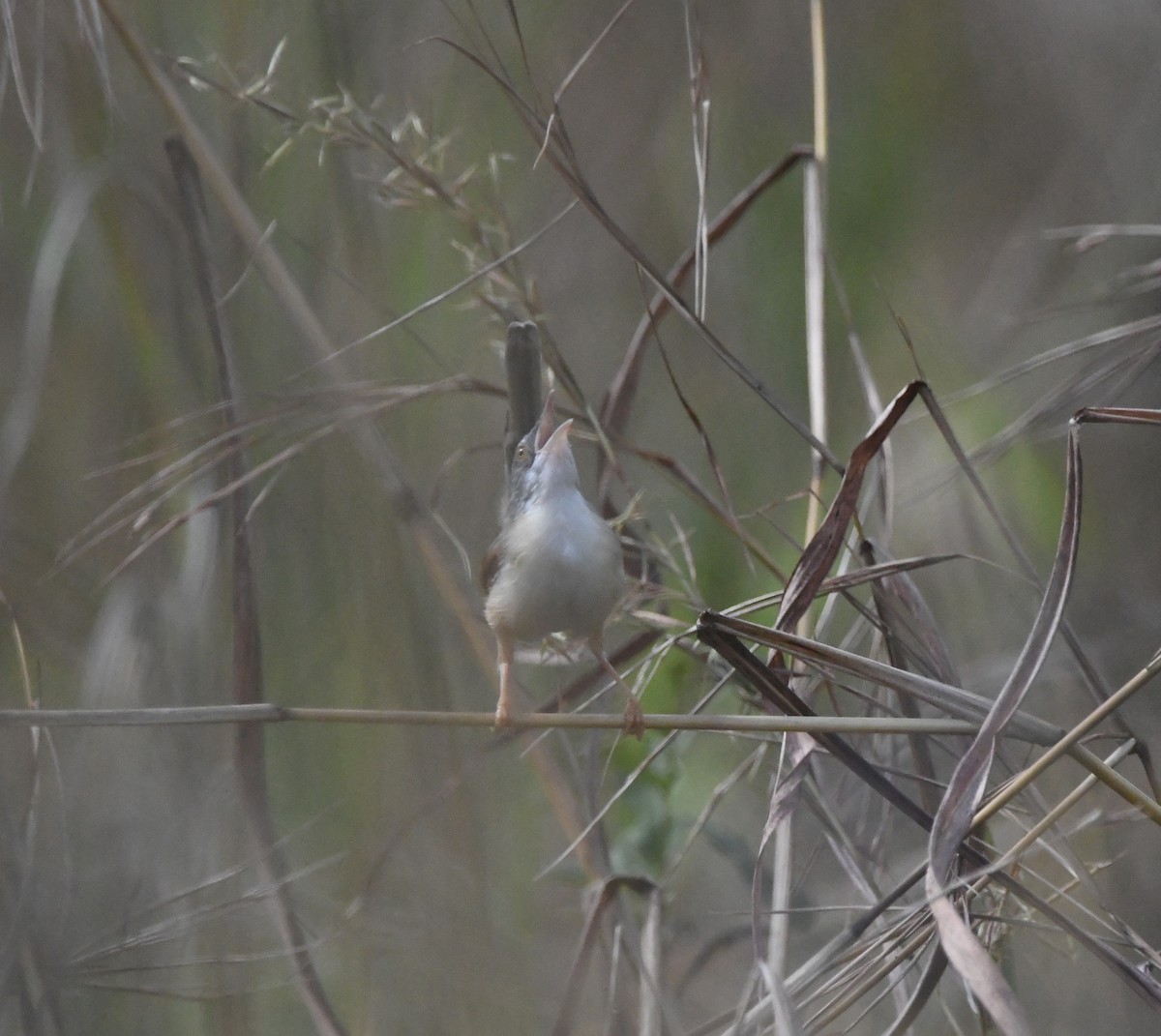 Red-winged Prinia - ML642201702