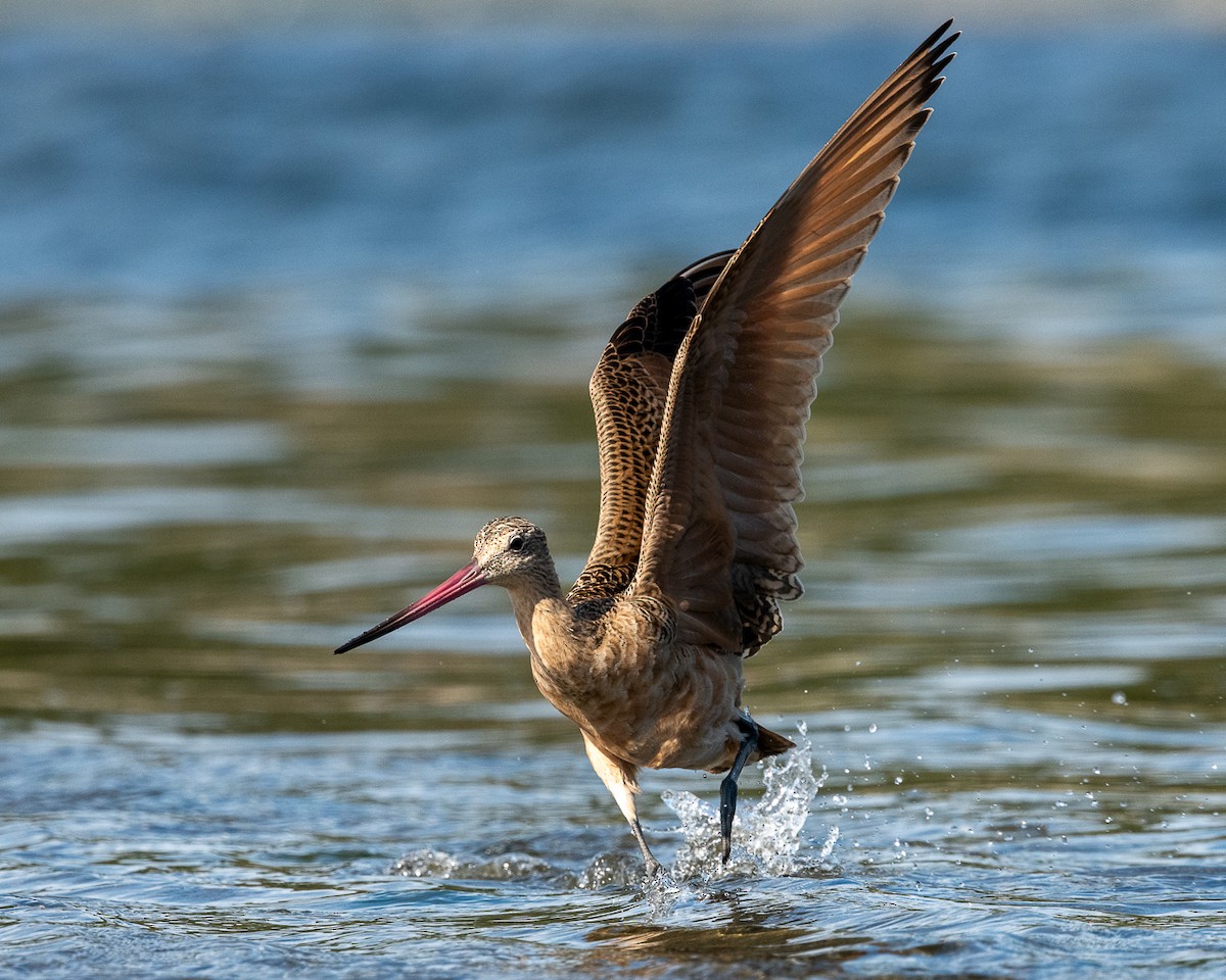 břehouš velký - ML642201719