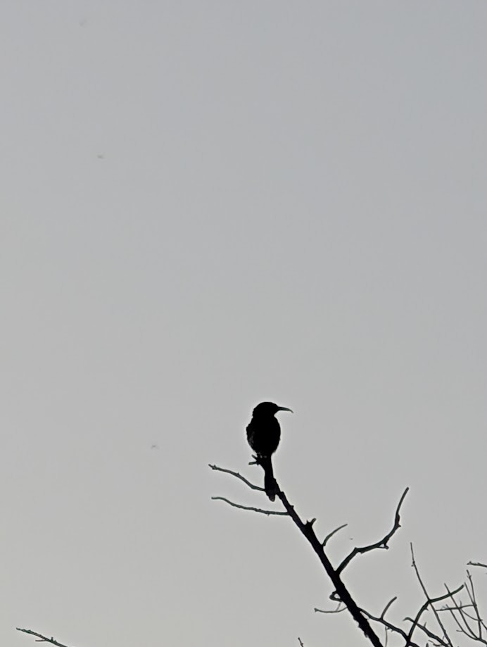 mesquitespottefugl - ML642201726