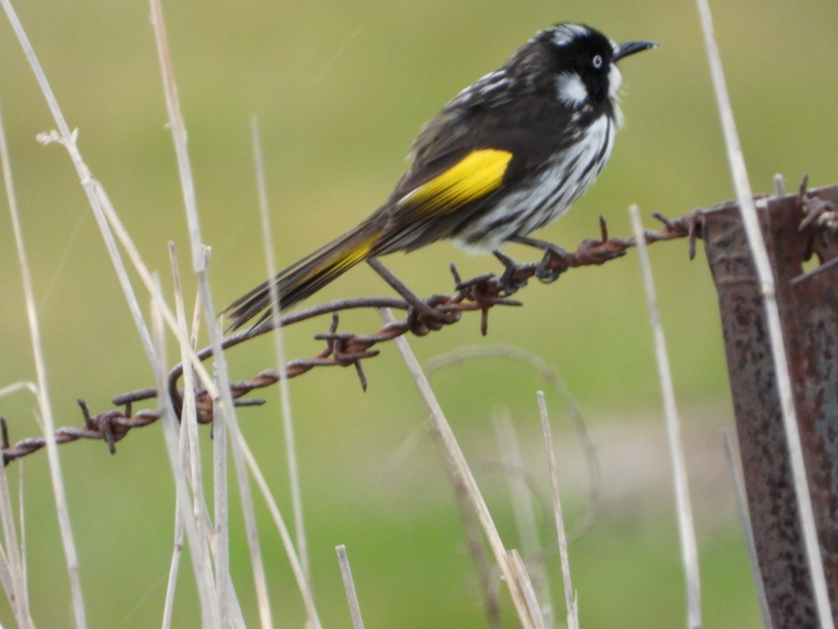 New Holland Honeyeater - ML642201769