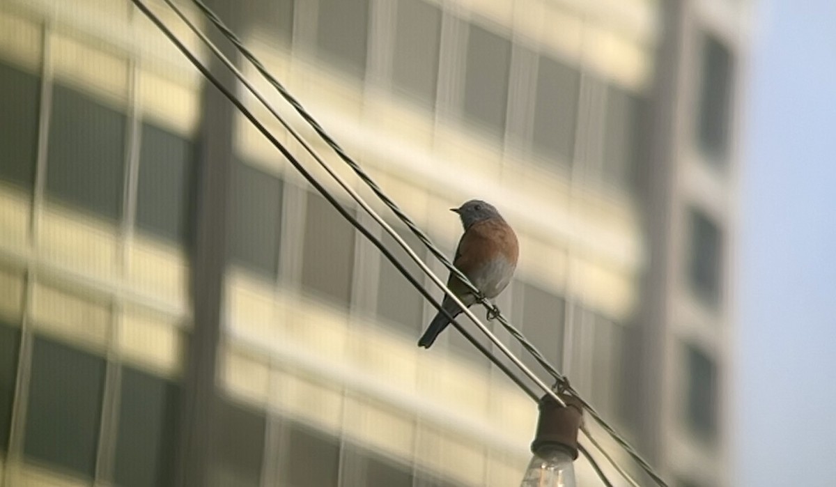 Western Bluebird - ML642201776