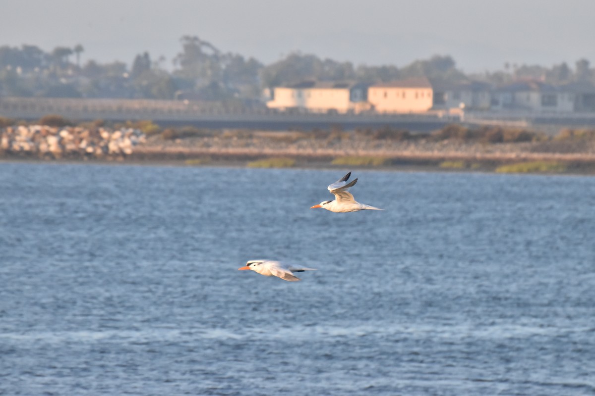 Royal Tern - ML642201777