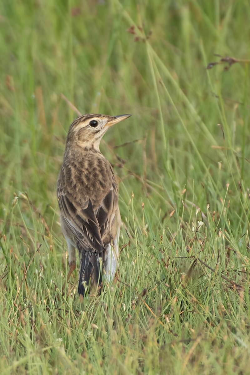 Richard's Pipit - ML642201778