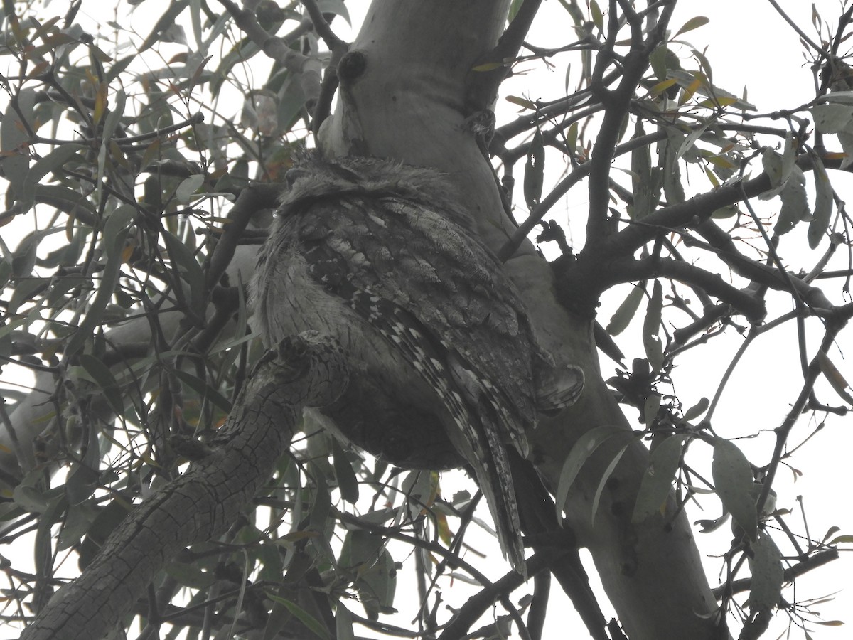 Tawny Frogmouth - ML642201779