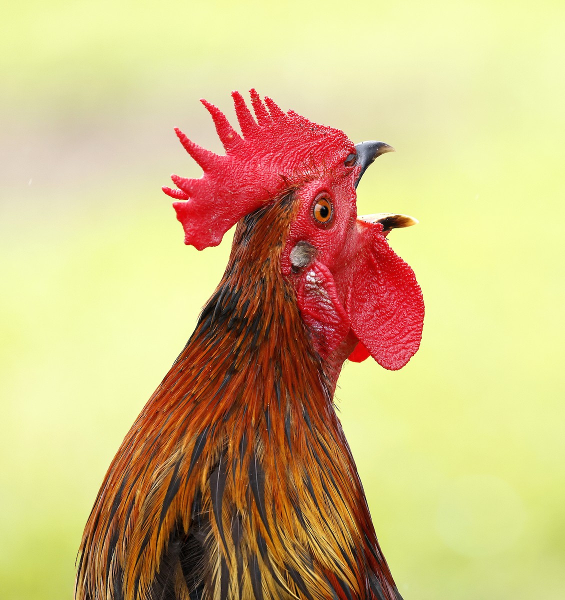 Red Junglefowl (Domestic type) - ML642201781