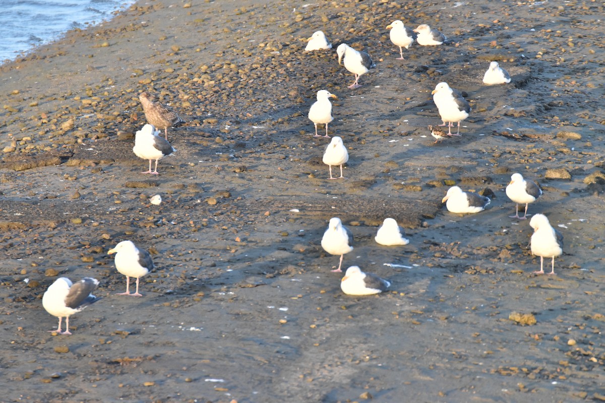 Western Gull - ML642201782