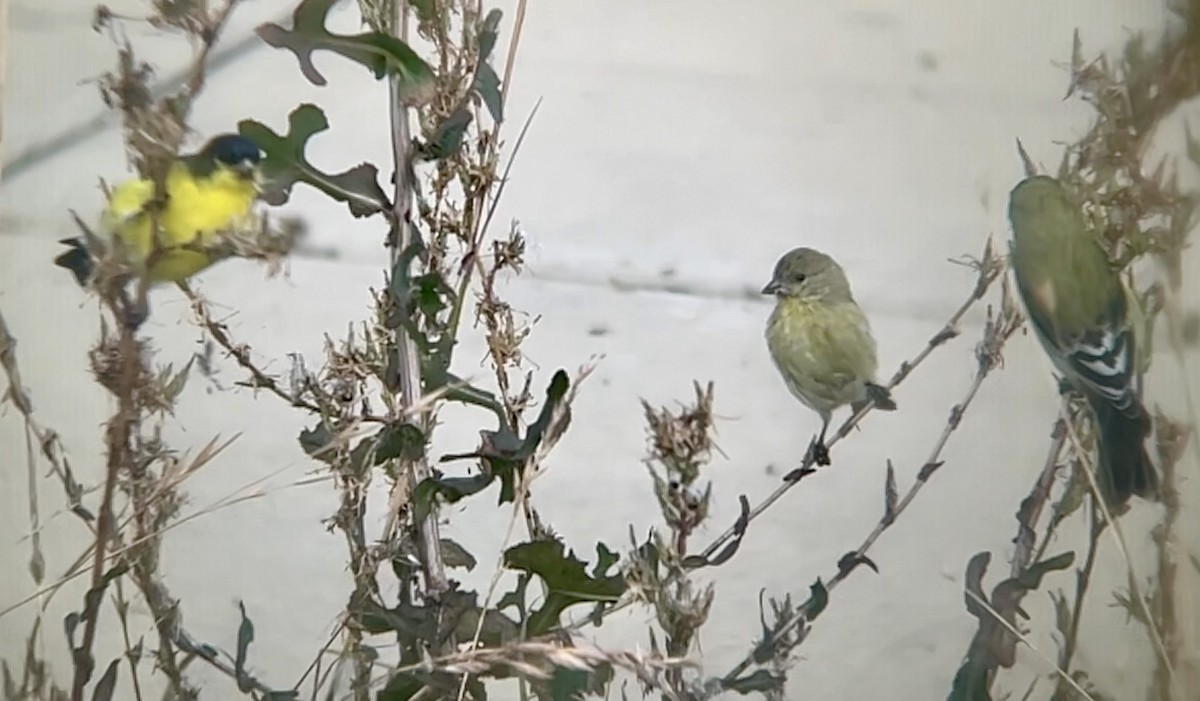Lesser Goldfinch - ML642201783