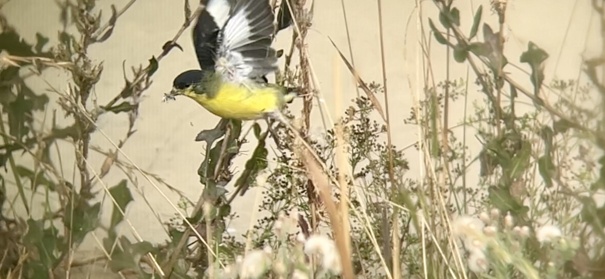 Lesser Goldfinch - ML642201785
