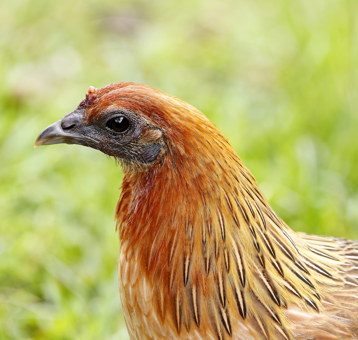 Red Junglefowl (Domestic type) - ML642201786