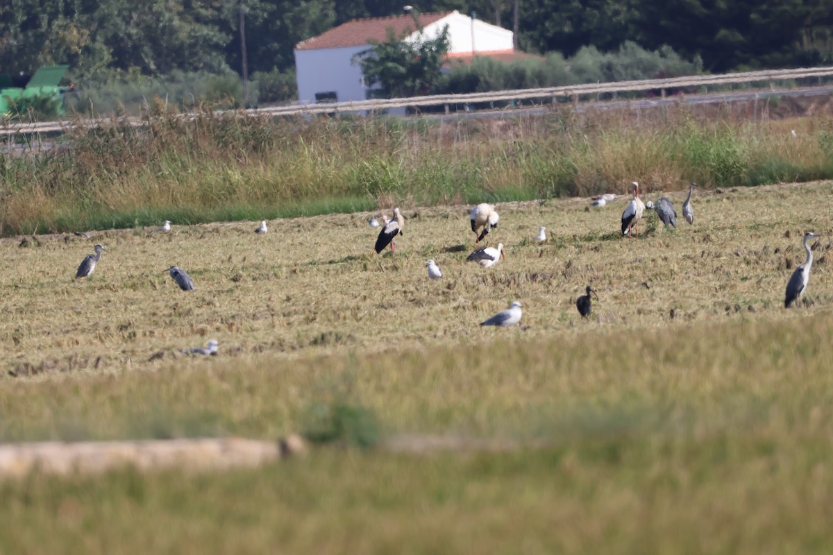 White Stork - ML642201795