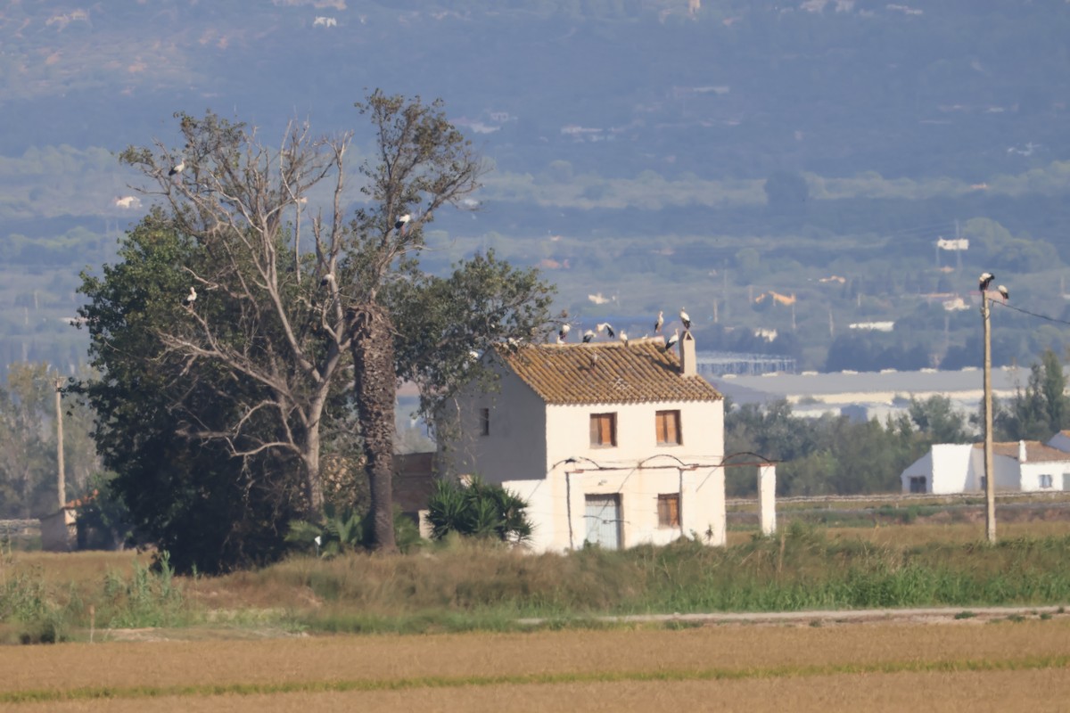 White Stork - ML642201796
