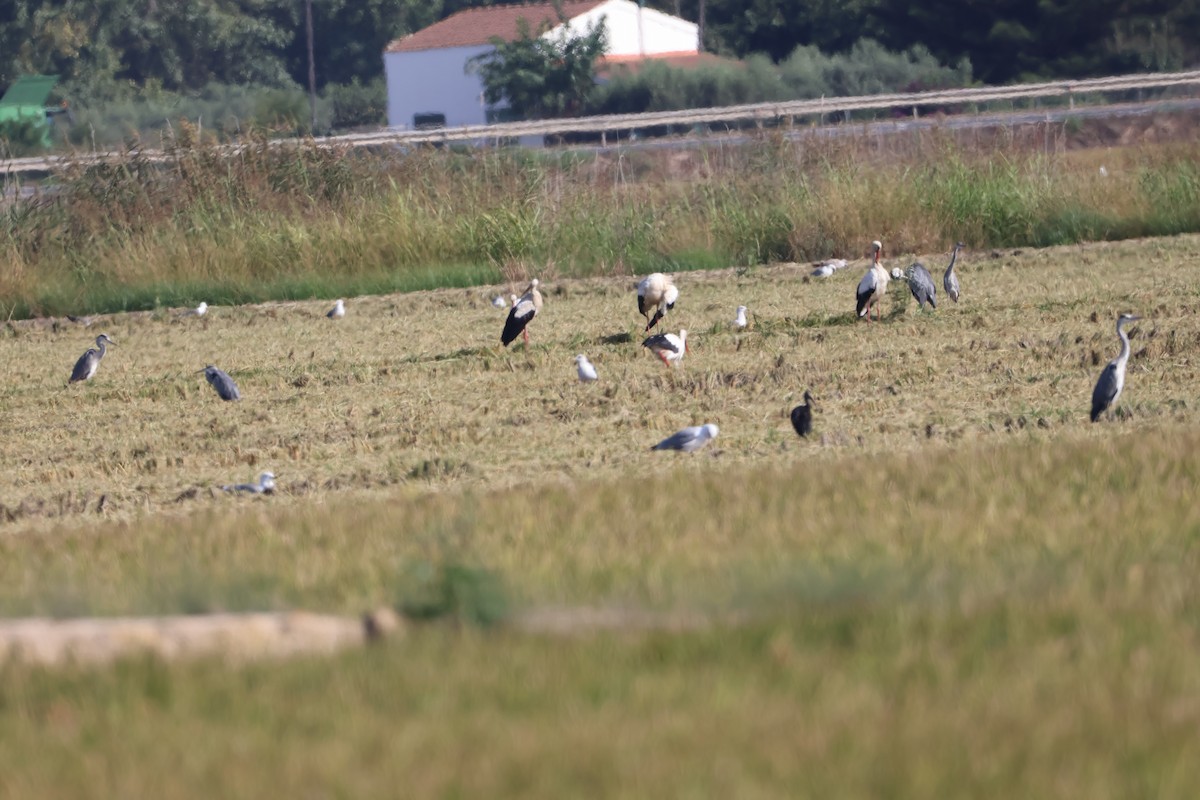 White Stork - ML642201797