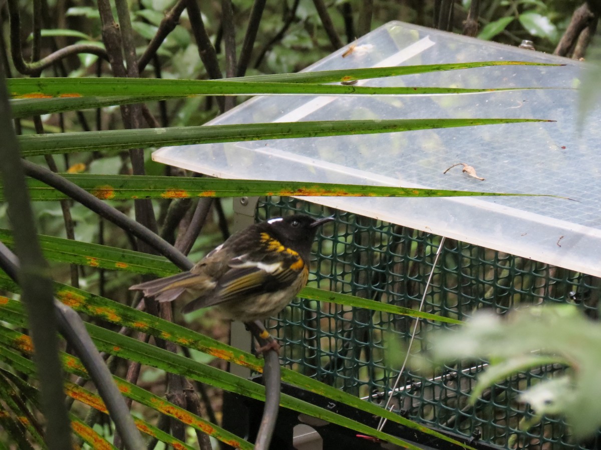 Stitchbird - ML642201799