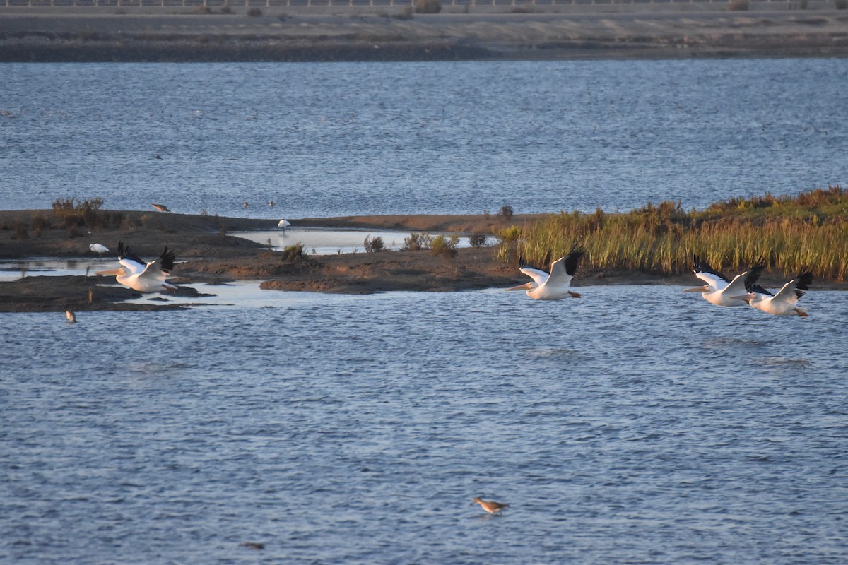 American White Pelican - ML642201802