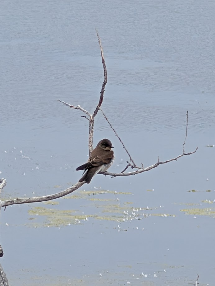 Northern Rough-winged Swallow - ML642201803