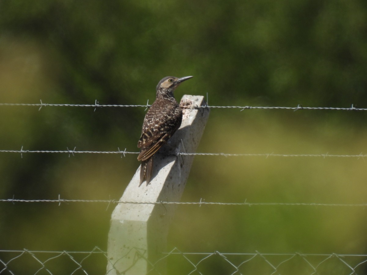 Chilean Flicker - ML642201807