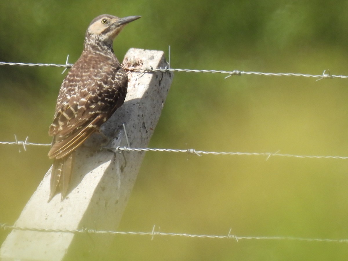 Chilean Flicker - ML642201808