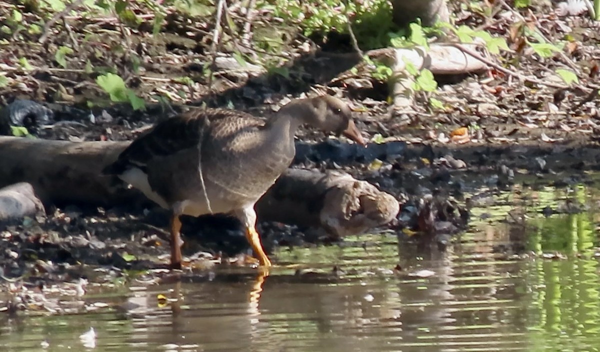 Greater White-fronted Goose - ML642201885