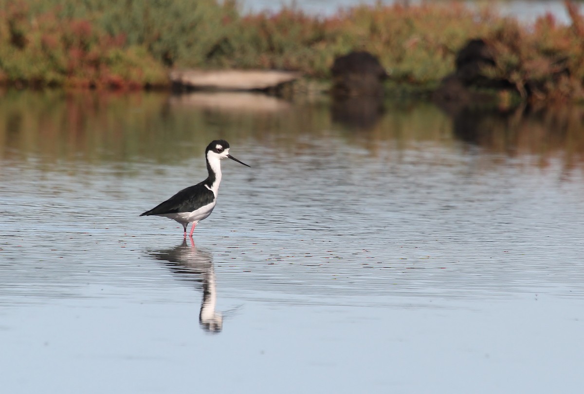 Black-necked Stilt - ML642201913