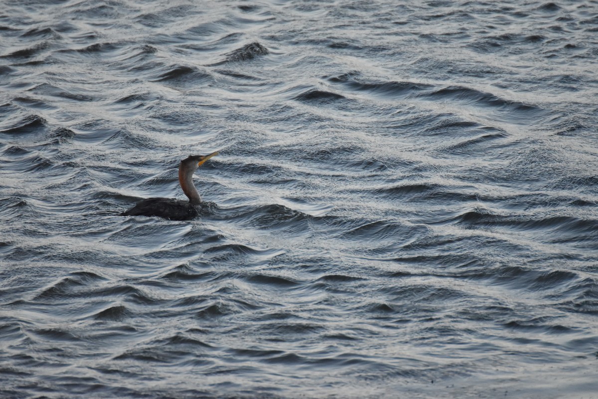 Double-crested Cormorant - ML642201915