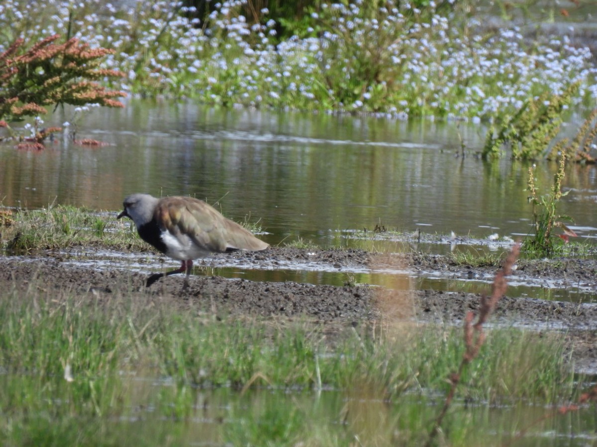 Southern Lapwing - ML642201916