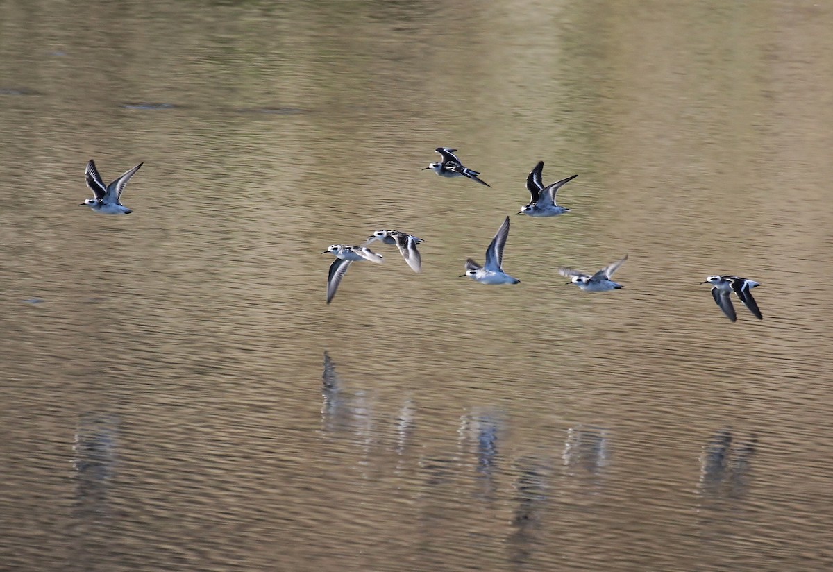 Red-necked Phalarope - ML642201921