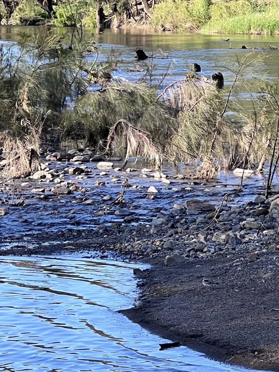 Black-fronted Dotterel - ML642201931