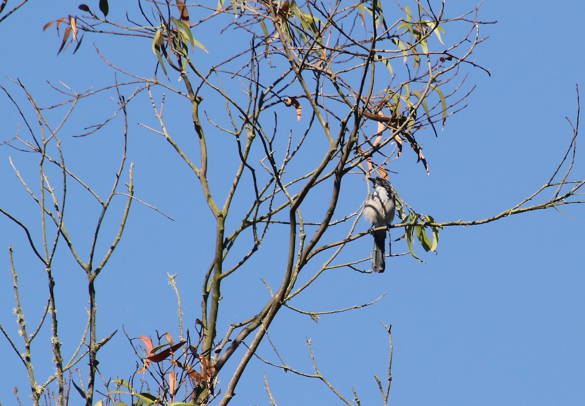 California Scrub-Jay - ML642201936