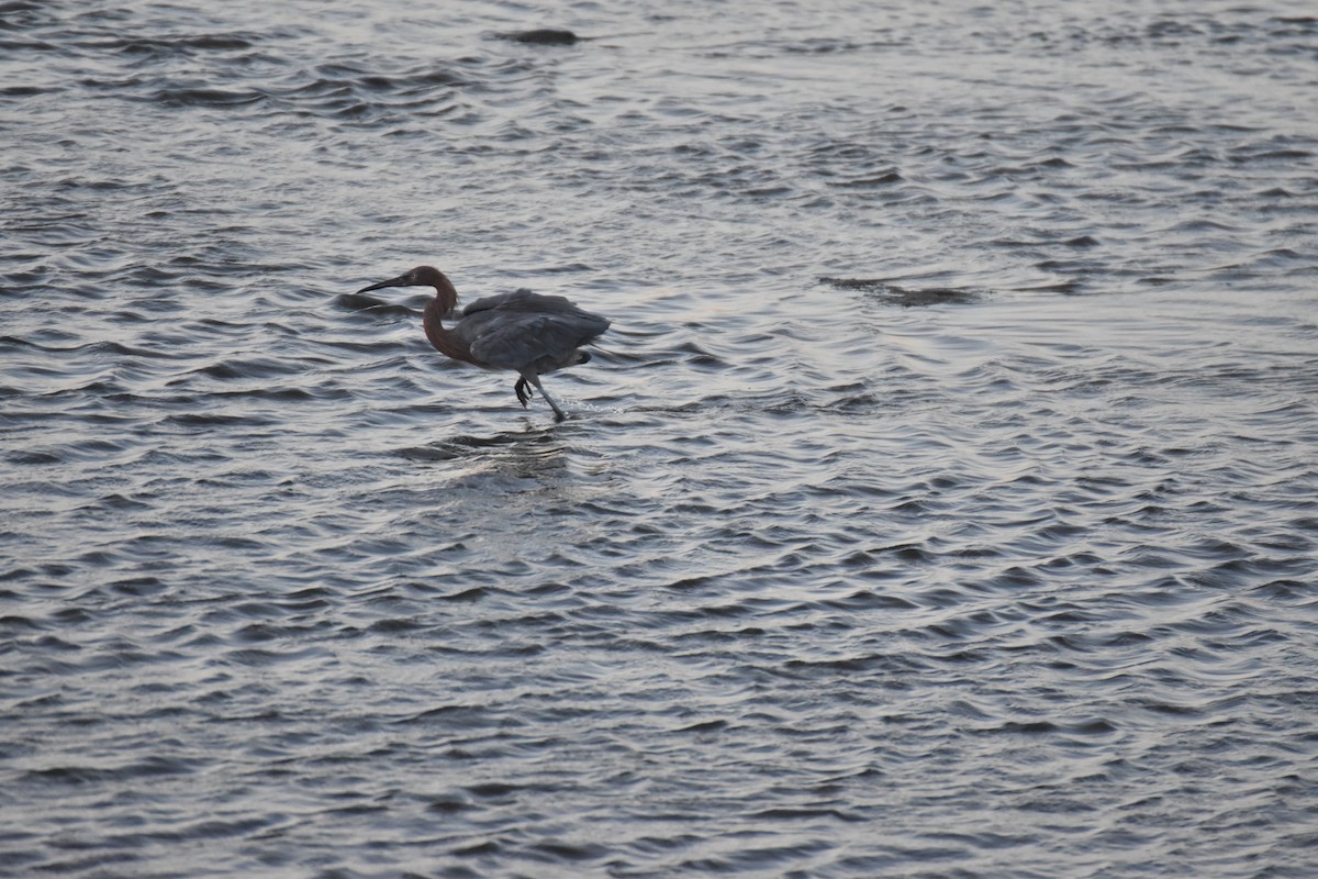 Reddish Egret - ML642201940