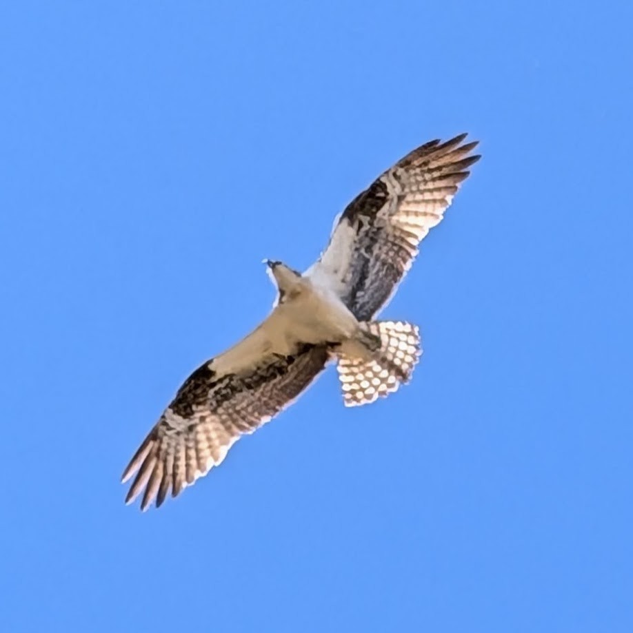 Arrano arrantzalea - ML642201941