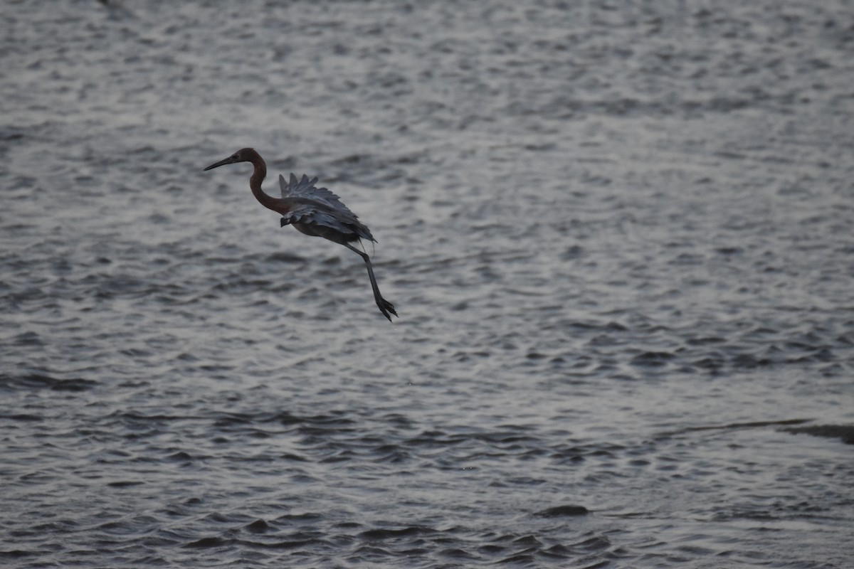 Reddish Egret - ML642201943