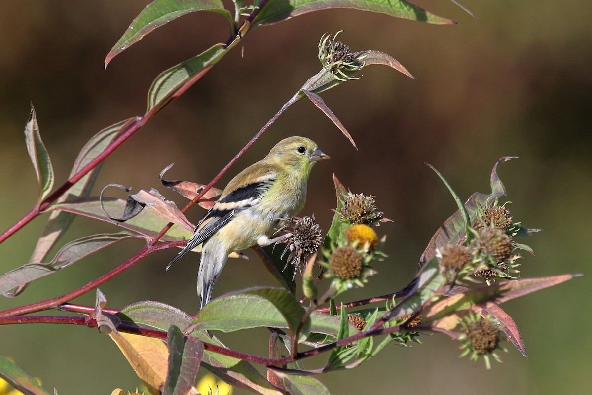 American Goldfinch - ML642201947
