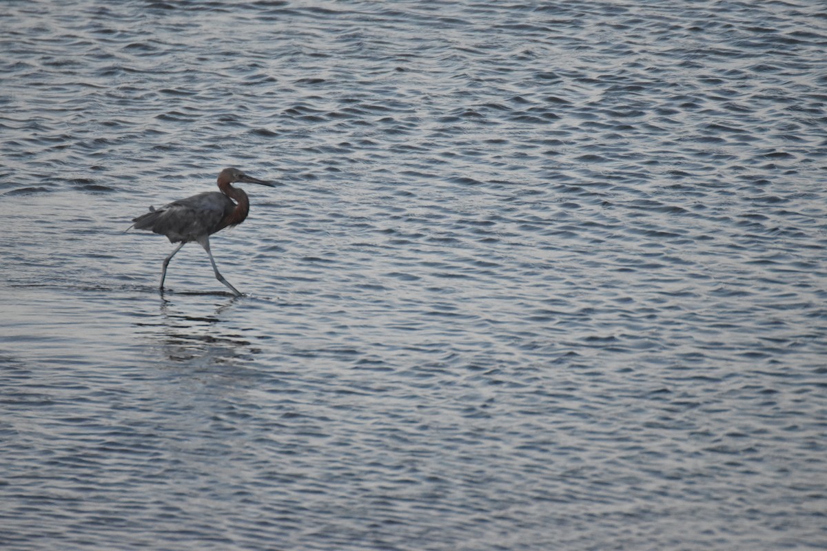 Reddish Egret - ML642201966
